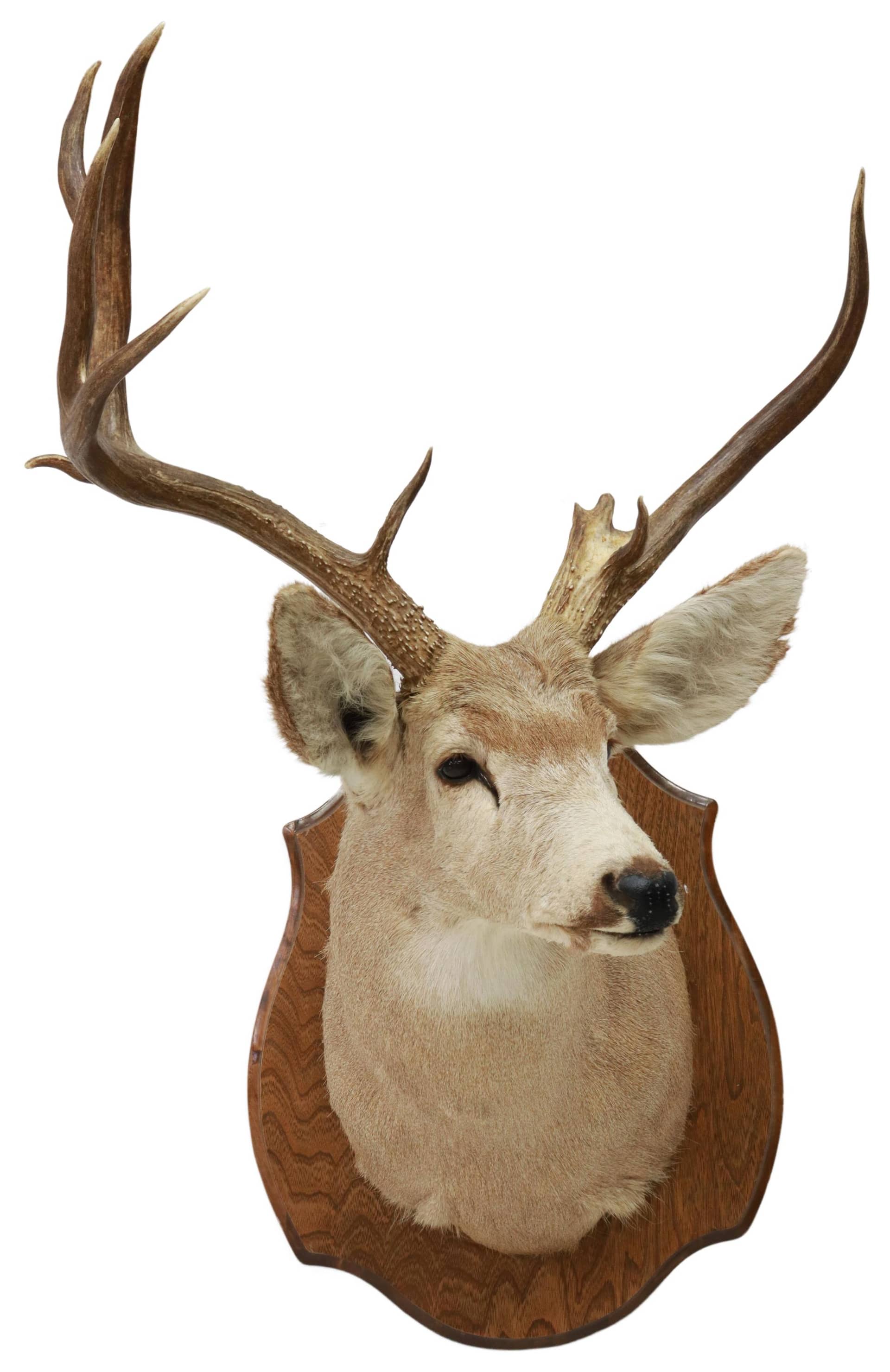 TAXIDERMY MULE DEER TROPHY MOUNT, 9 POINTS